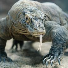 Dragón del Parque Nacional de Komodo, Indonesia