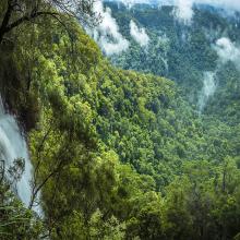 Goomoolahra falls, Springbrook National Park