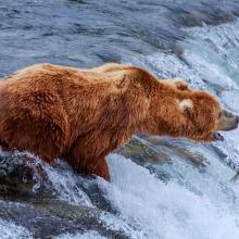 Oso pardo en Alaska. 