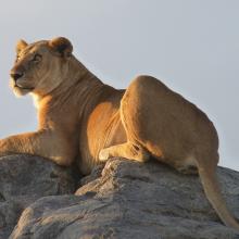 Parque Nacional del Serengueti, Tanzania