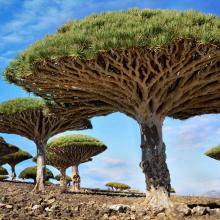 Socotra, Yemen