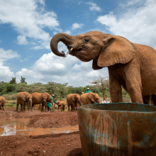 Elefantes en Sheldrick Trust Elephant Orphans Project. 