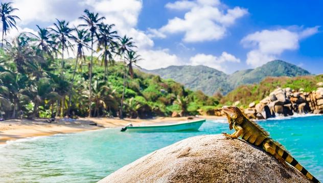 Iguana verde en el Parque Nacional Natural Tayrona. © streetflash / Shutterstock