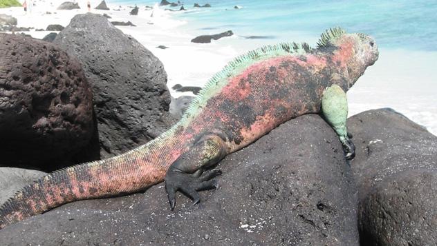 Islas Galápagos © m e a n d r e a