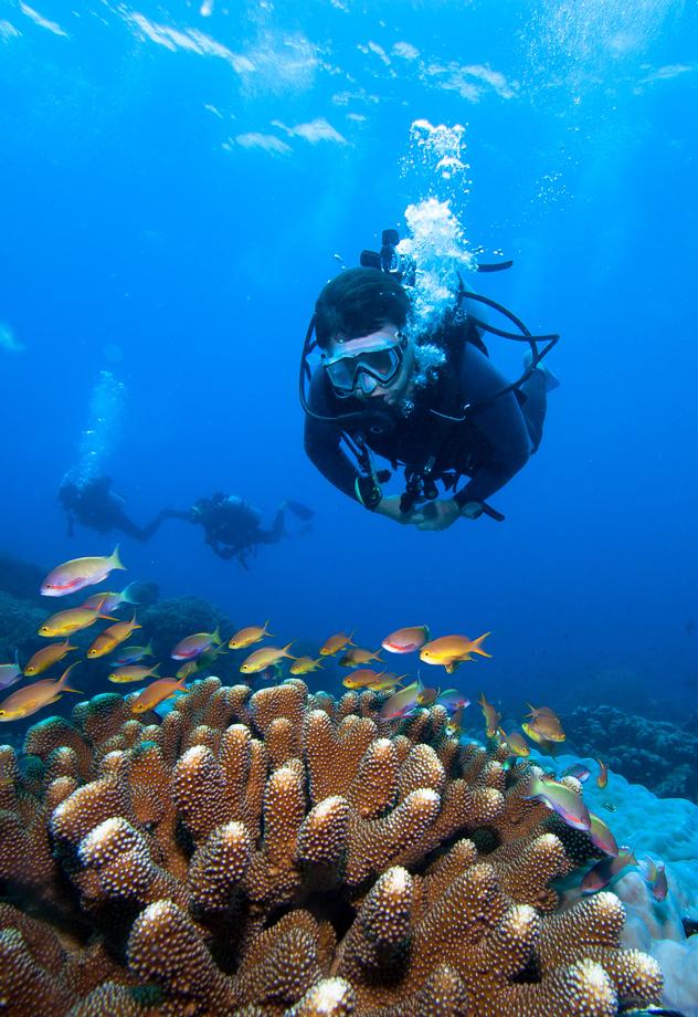 Buceador entre un banco de peces. ©frantisekhojdysz/Shutterstock