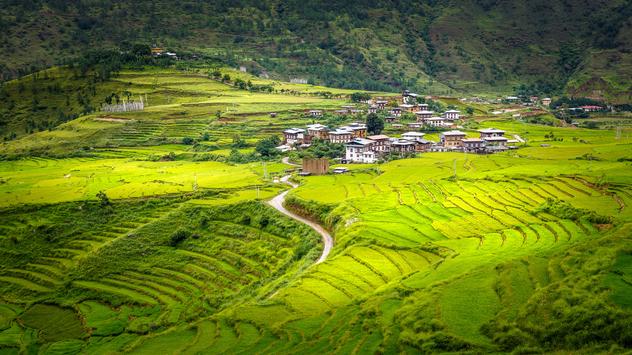 Arrozales cerca del templo de Chimi Lhakhang. ©Photo by Apisak Kanjanapusit/Getty Images