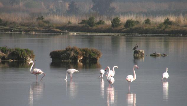 Laguna Gialova © Miltos Gikas - www.flickr.com/photos/aries_tottle/3376012087