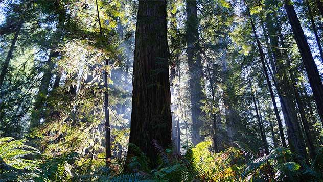 Bosque de secuoyas en la reserva forestal de Prairie Creek