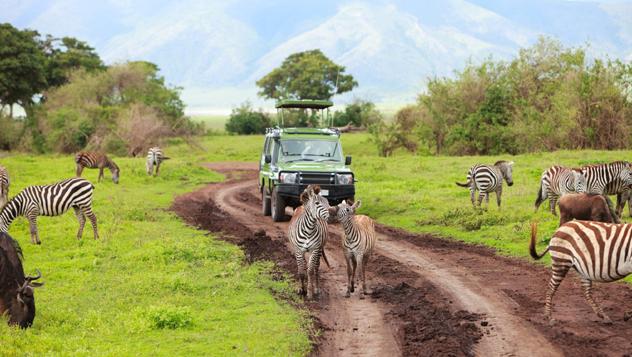 Safari en Tanzania © BlueOrange Studio / Shutterstock 