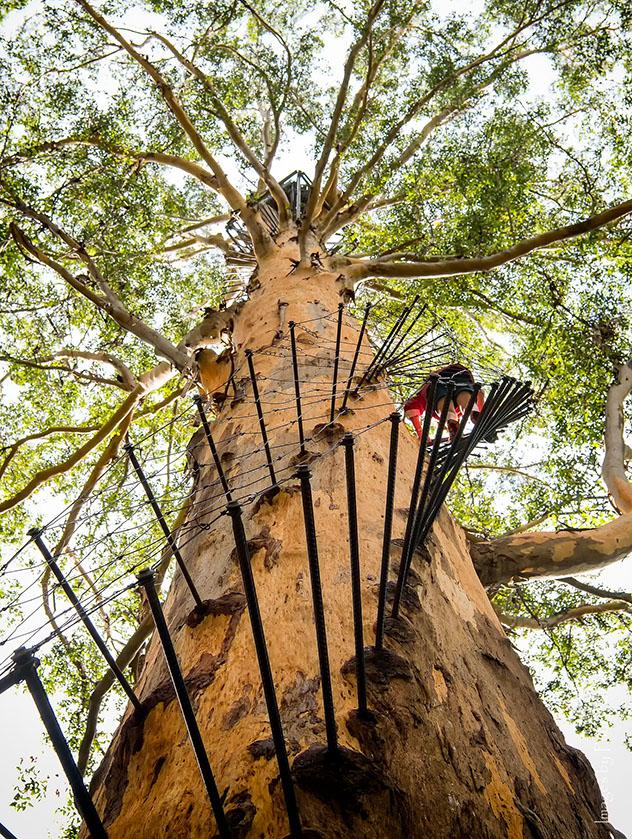 El árbol de Gloucester, Australia