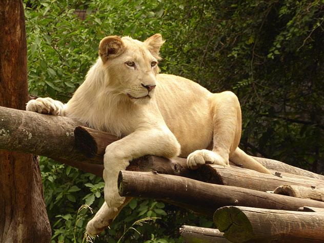 Zoo de Belice