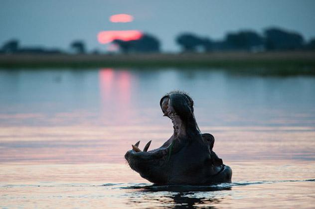 Delta del Okavango, Botsuana © Nicky Classen / Lonely Planet