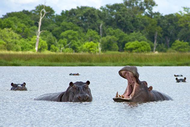 Delta del Okavango, Botsuana