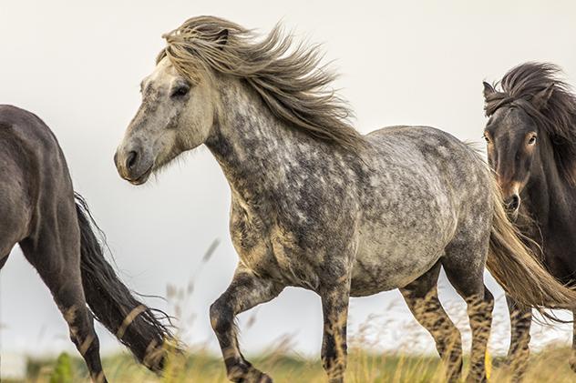 Caballos islandeses © Gary Latham/Lonely Planet.