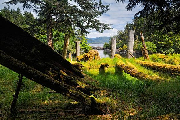 Árboles de Haida Gwaii, Columbia Británica, Canadá