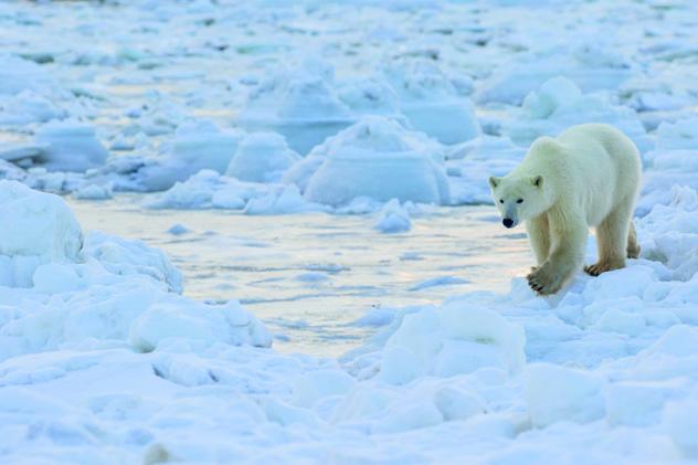 Un oso polar camina sobre el hielo de la bahía de Hudson, en Manitoba, Canadá © Robert Postma / Design Pics / Getty Images