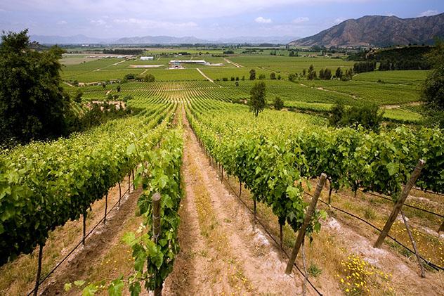 Viñedos del Valle de Colchagua, Chile © Steve Allen / Shutterstock