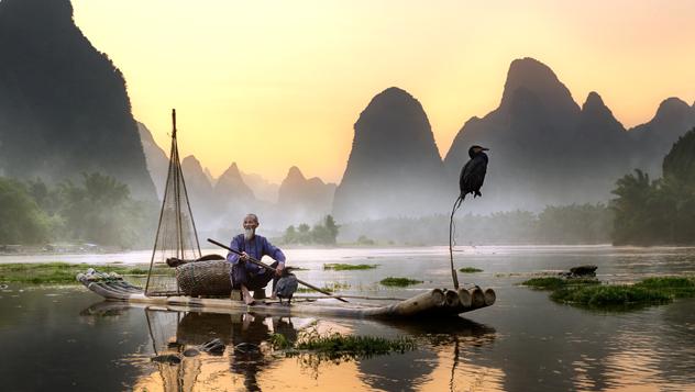 La antigua práctica de la pesca con cormoranes (el ave caza pescados tan grandes que no puede tragárselos) sigue vigente en algunas partes de China © Pacmanfrog Photo / Moment RF / Getty Images