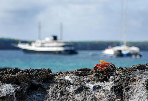 Crucero, Islas Galápagos, Ecuador © Kevin Alvey / EyeEm / Getty Images