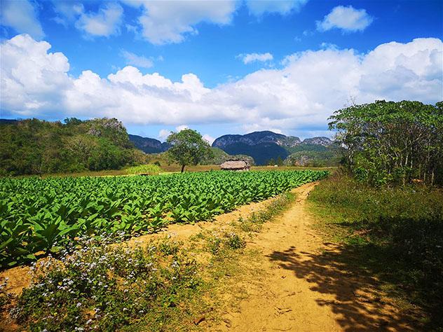 Cuba: Viñales y el tabaco