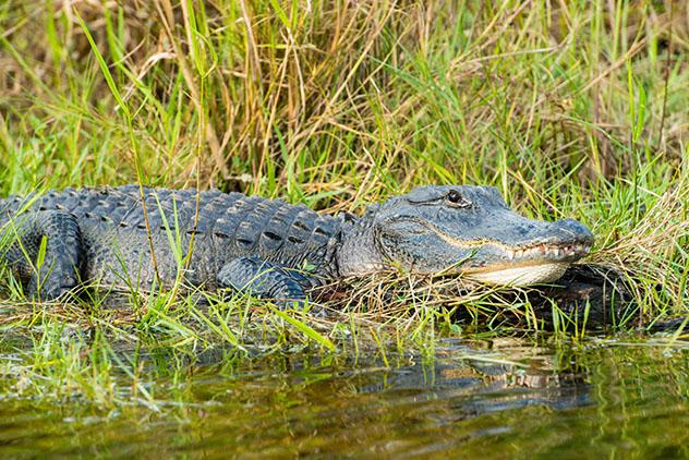 Cocodrilos y caimanes viven en el estado de Florida, EE UU