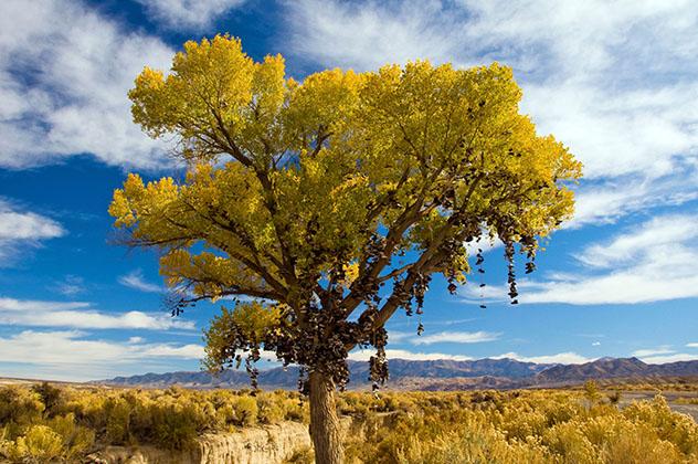 El Árbol de Zapatos, Nevada, Estados Unidos