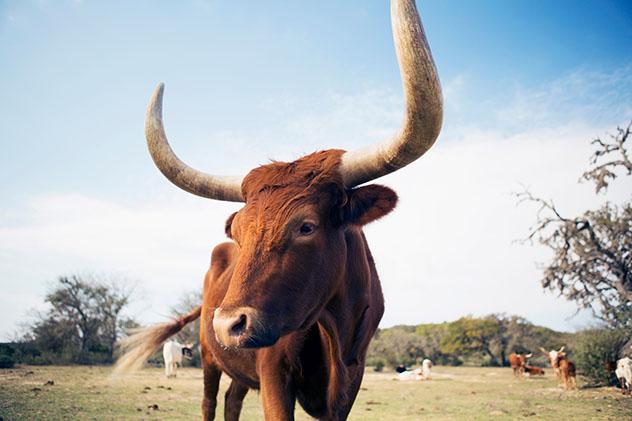 Disfrutar de actividades en un ‘Dude Ranch’, de EE UU. Viaje sostenible Lonely Planet