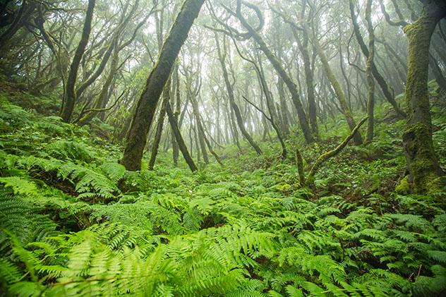 Parque Nacional de Garajonay, La Gomera, Canarias, España