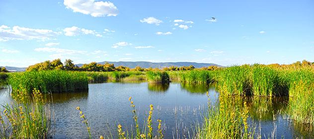 Parque Nacional de las Tablas de Daimiel, Ciudad Real, Castilla-La Mancha