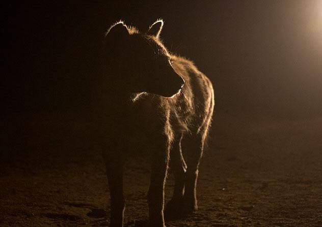 Experiencia salvaje en África: hienas de Harar, Etiopía