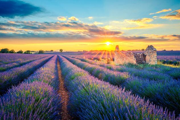 Puesta del sol en un campo de lavanda de Valensole, en la Provenza, Francia © prochasson frederic / Shutterstock