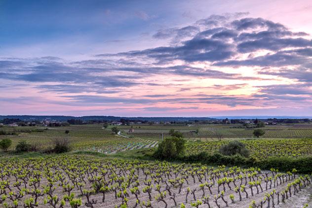 Viñedos de la Provenza, Francia © Troy Wegman / Shutterstock