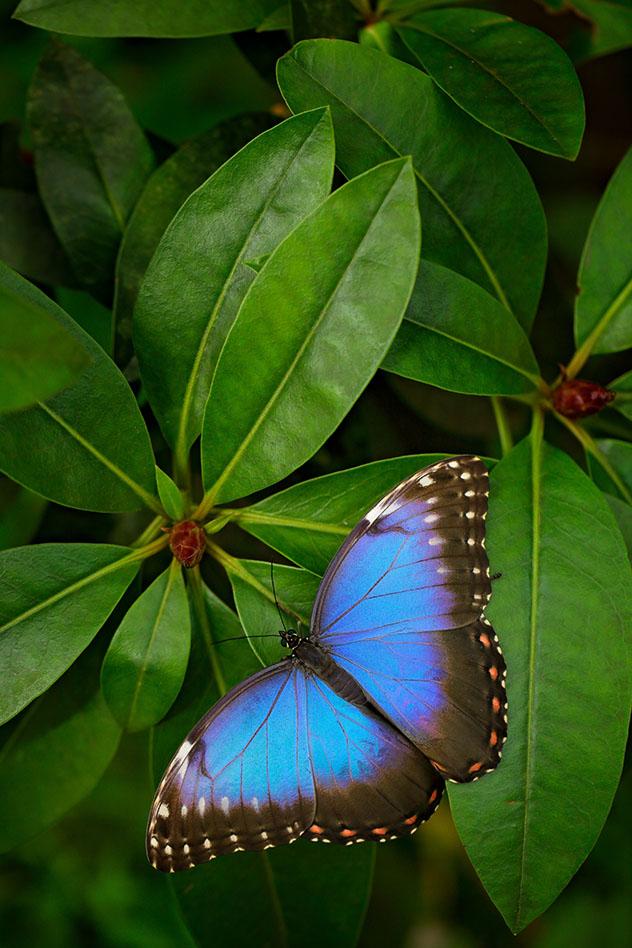 Guatemala: mariposa tropical