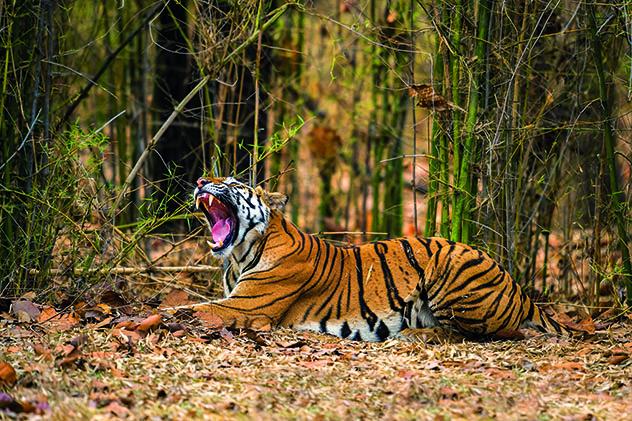 Madhya Pradesh, la Reserva de Tigres de Bandhavgarh, India