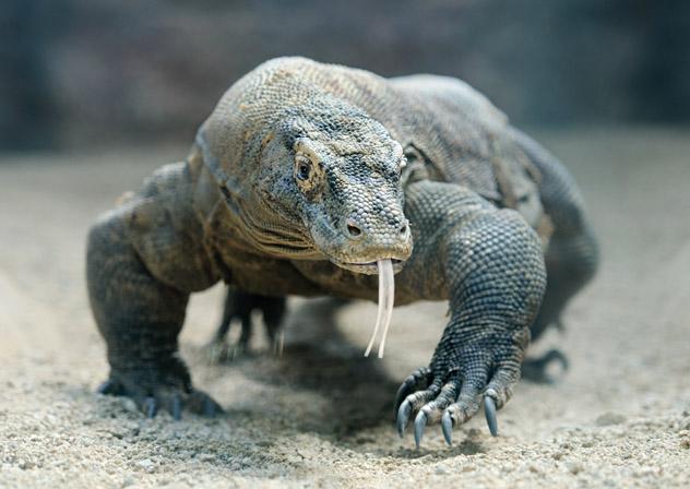 Ver a un dragón de Komodo es impresionante, pero Komodo alberga un sinfín más de atracciones relacionadas con la fauna, Indonesia © Anna Kucherova / Shutterstock