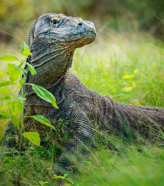 Un dragón de Komodo, el reptil más grande del mundo, que puede alcanzar los 3 m de longitud, Parque Nacional de Komodo, Indonesia © Guenter Guni / Getty Images