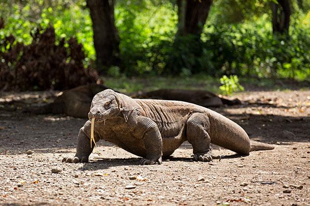 El formidable dragón de Komodo puede oler sangre a kilómetros de distancia, Parque Nacional de Komodo, Indonesia © Setiono Joko Purwanto / Getty Images