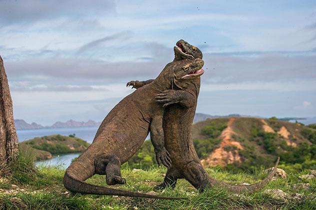 No hay nada comparable a ver dragones de Komodo en la isla del mismo nombre, Indonesia © Gudkov Andrey / Shutterstock