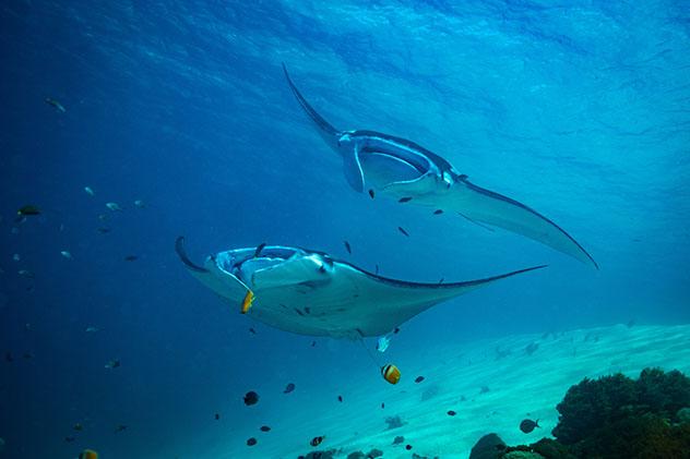 Las mantarrayas son unas de las muchas criaturas marinas que viven en el Parque Nacional de Komodo, Indonesia © sergemi / Shutterstock