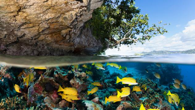 Raja Ampat, el sueño de todo submarinista, Indonesia © ifish / Getty Images