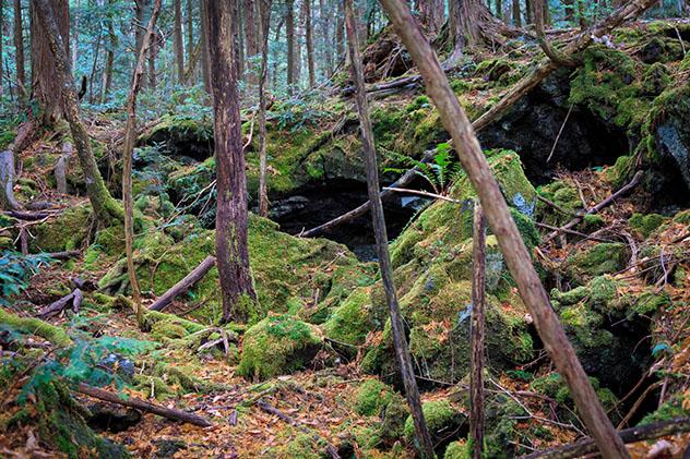 Bosque de Aokigahara, región del Fuji, Japón