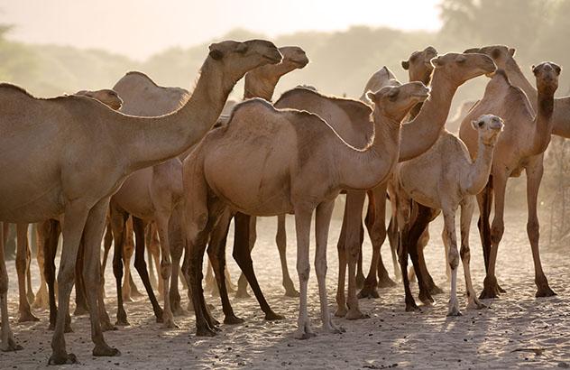 Experiencia salvaje en África: Maralal International Camel Derby, Kenia