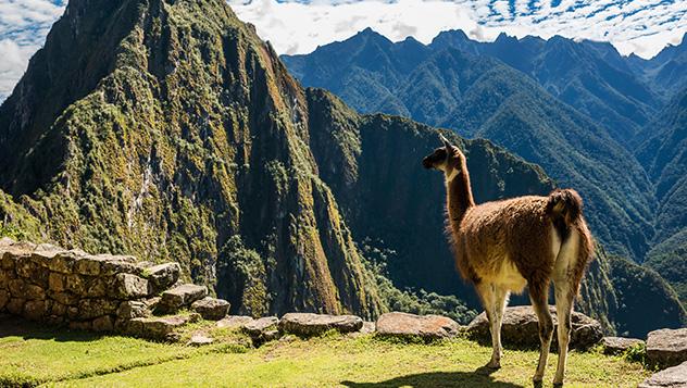  Hoy las llamas habitan las ruinas del Machu Picchu