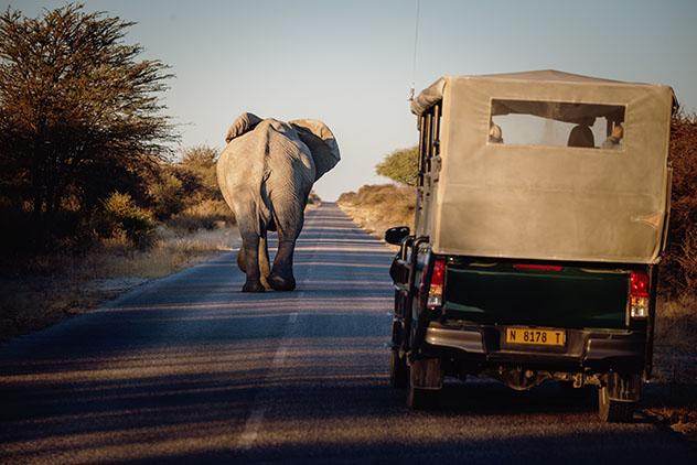 En Namibia, tras alquilar el vehículo, uno puede acabar compartiendo la carretera con un elefante © Fotografie-Kuhlmann / Shutterstock