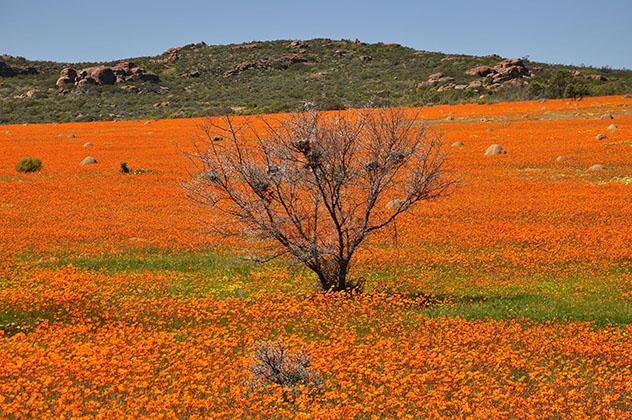 Experiencia salvaje en África: flores silvestres de Namaqualand, Namibia