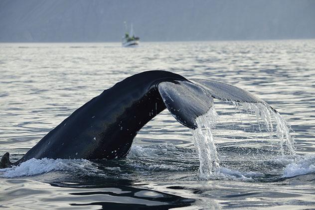 Observacion de ballenas en islandia © Egill Bjarnason / Lonely Planet.