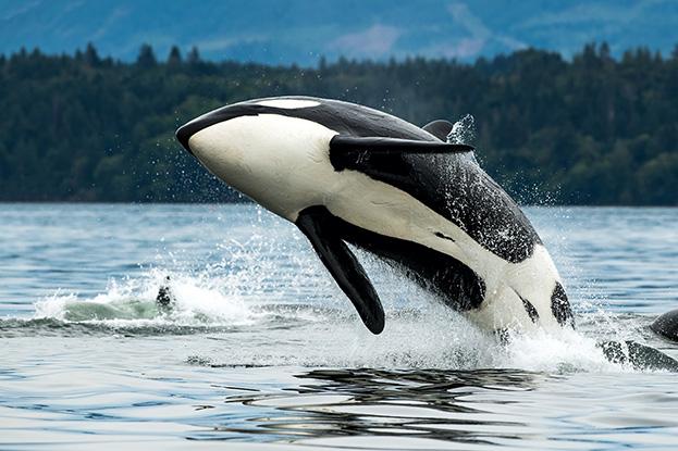 Orca en la Isla de Vancouver