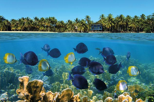 Coloridos arrecifes de coral en Bocas del Toro, en la costa caribeña de Panamá  © Vilainecrevette / Shutterstock