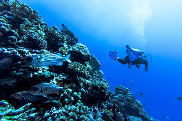 Submarinismo en Rangiroa, Polinesia Francesa © MaFelipe / Getty Images