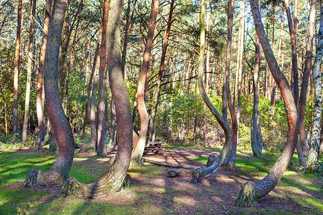 Bosque Embrujado de Nowe Czarnowo, Polonia